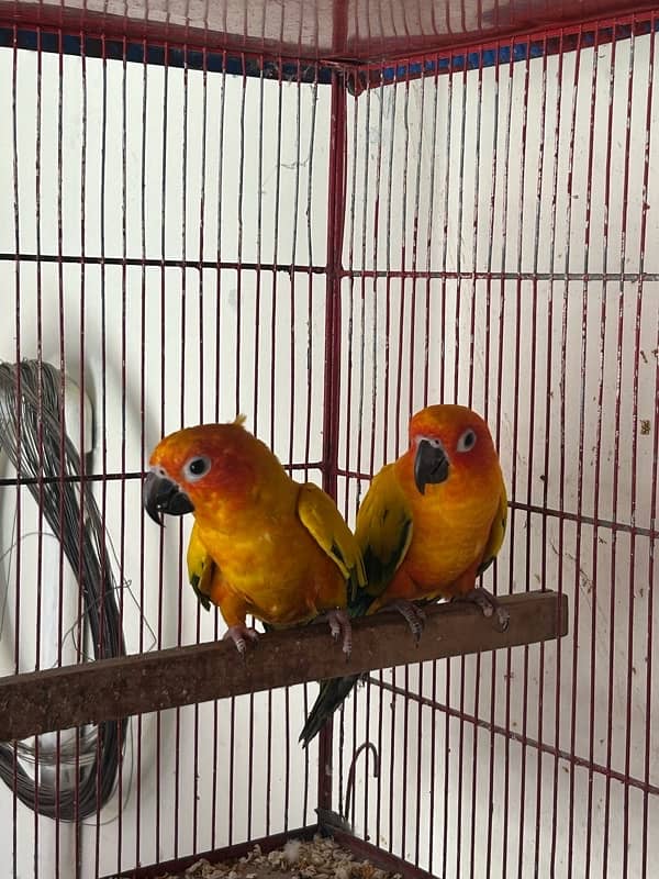 Sunconure pair with dna breeder 5