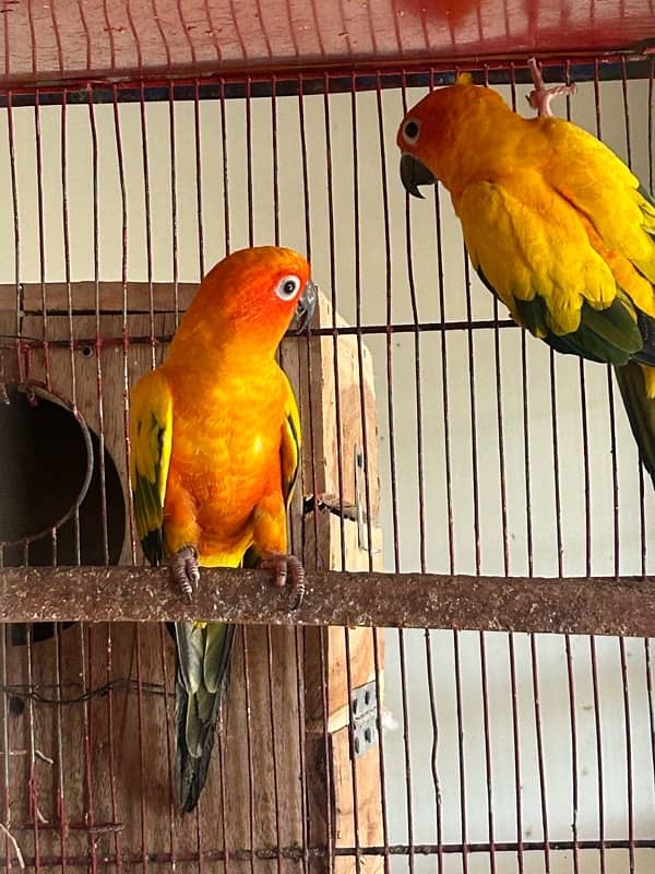 Sunconure pair with dna breeder 6