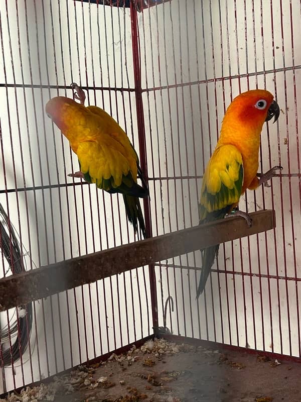 Sunconure pair with dna breeder 7