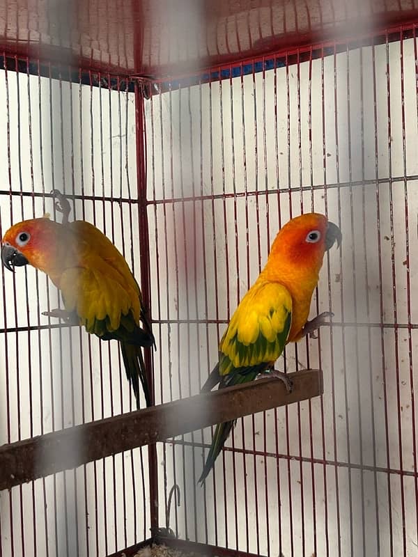 Sunconure pair with dna breeder 8