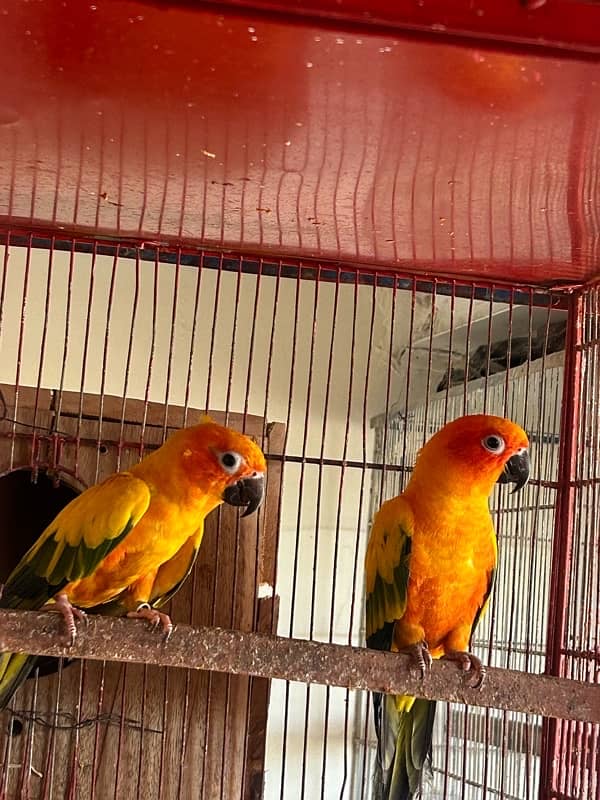 Sunconure pair with dna breeder 9