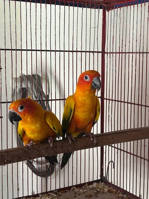 Sunconure pair with dna breeder 10