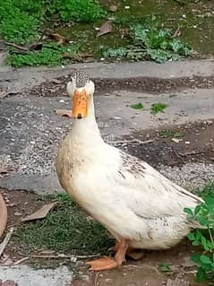 duck