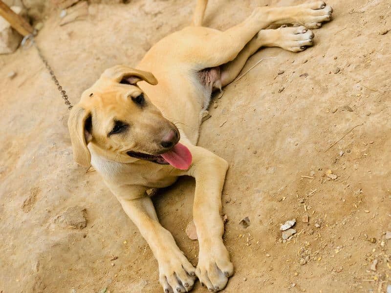 mix Labrador 1