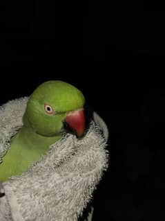 Parrot