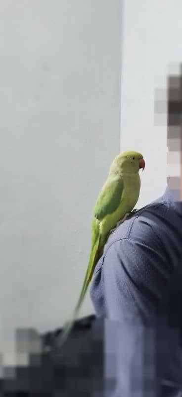 Parrot for sale 2