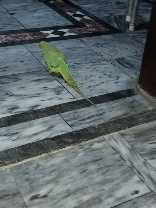 Parrot for sale 3