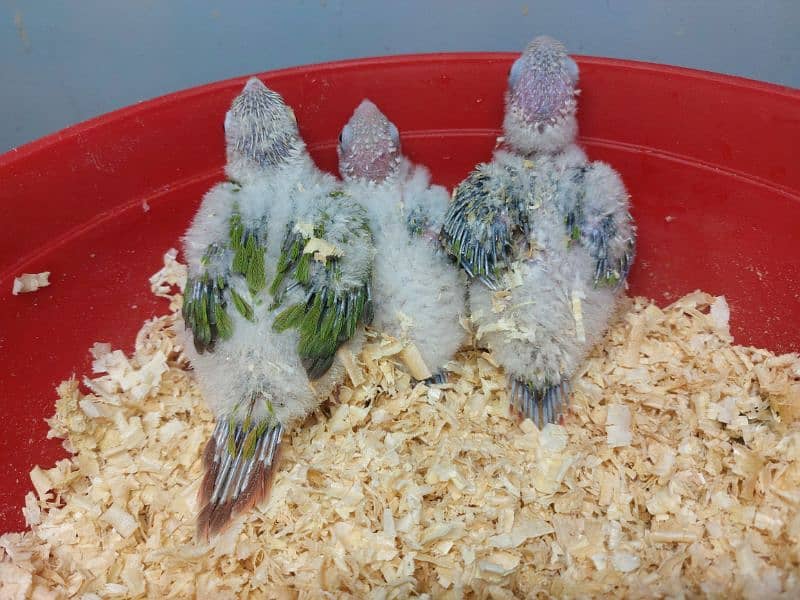 Pineapple conure high red factor chicks 1