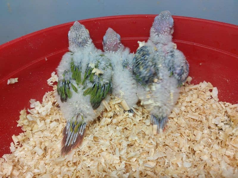 Pineapple conure high red factor chicks 2