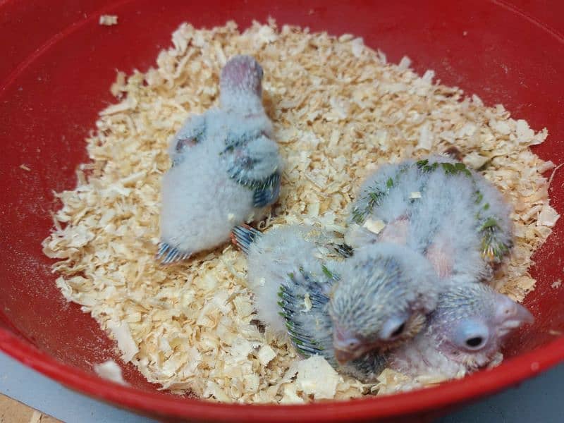 Pineapple conure high red factor chicks 3