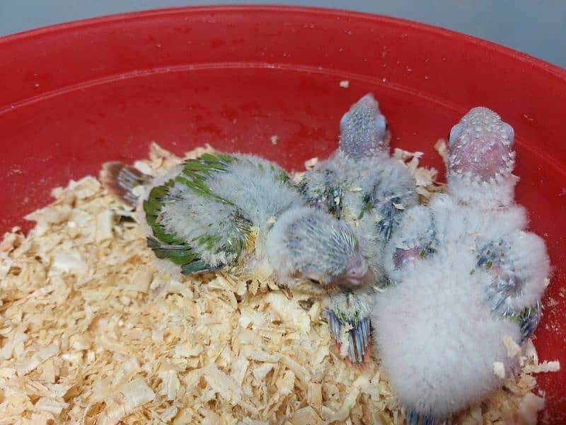 Pineapple conure high red factor chicks 4