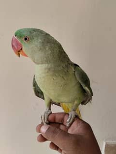 RAW PARROT PAHARI TOTA HAND TAME