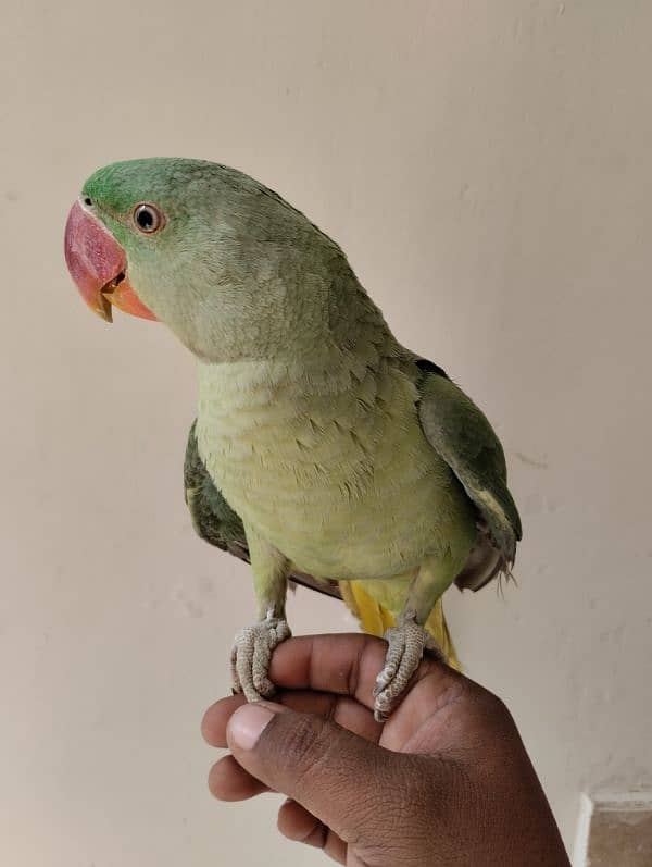 RAW PARROT PAHARI TOTA HAND TAME 0