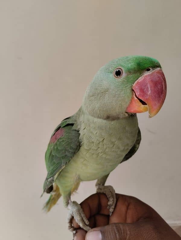 RAW PARROT PAHARI TOTA HAND TAME 1