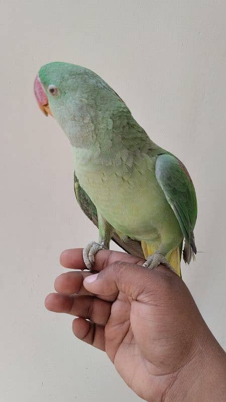 RAW PARROT PAHARI TOTA HAND TAME 2