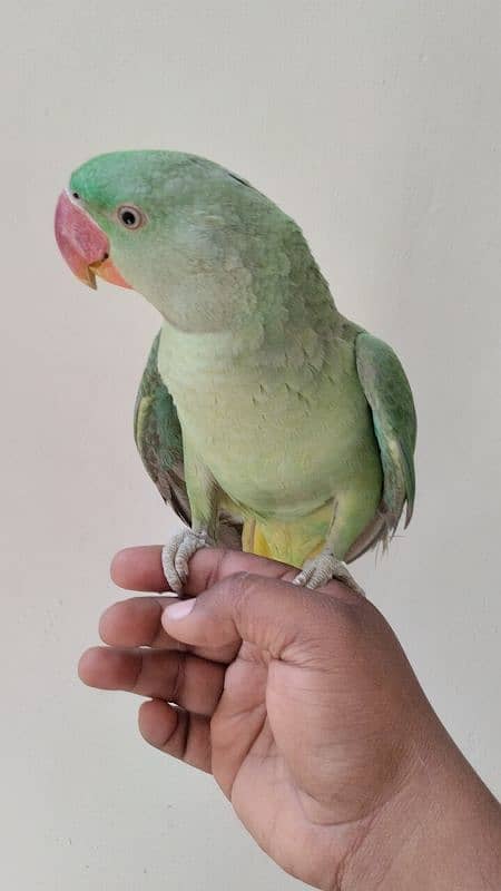 RAW PARROT PAHARI TOTA HAND TAME 3