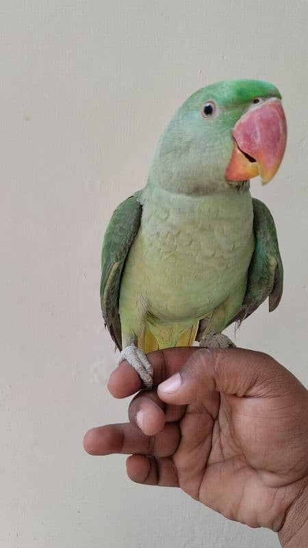 RAW PARROT PAHARI TOTA HAND TAME 4