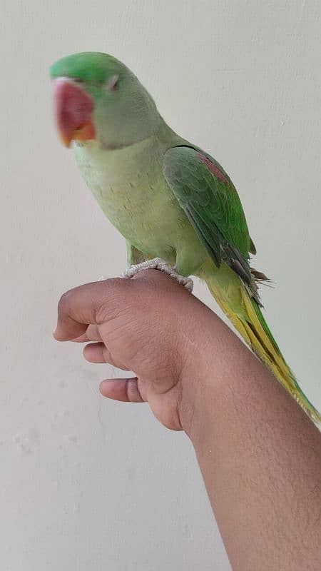 RAW PARROT PAHARI TOTA HAND TAME 5