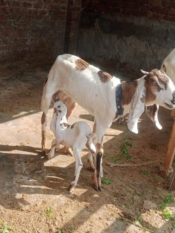 Beautiful Rajhastani Goat 0