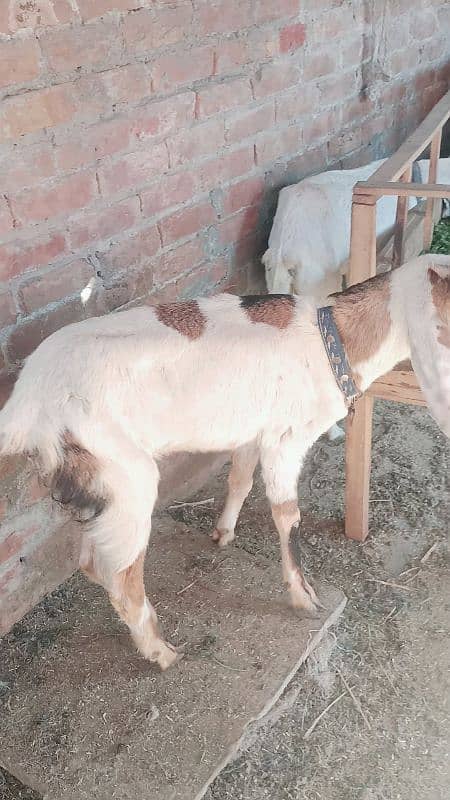 Beautiful Rajhastani Goat 3