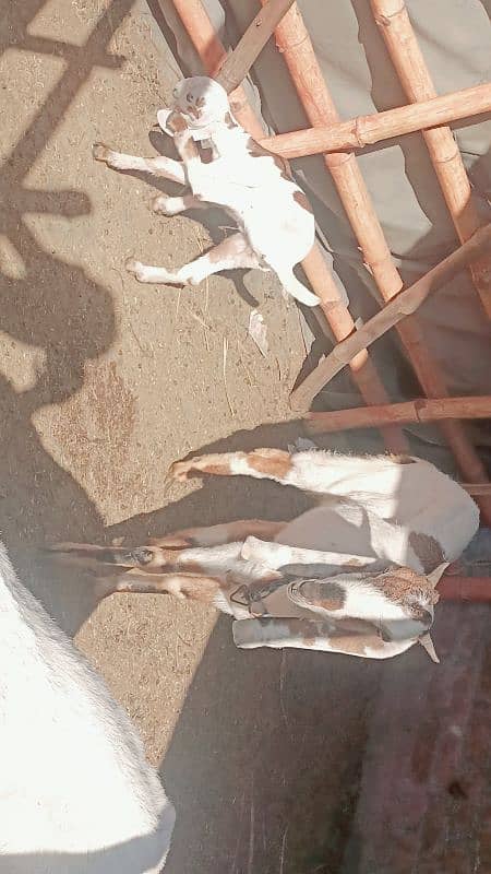 Beautiful Rajhastani Goat 4