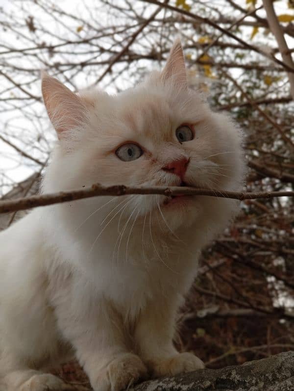 persion kittens 0