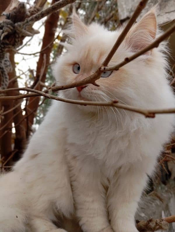 persion kittens 1