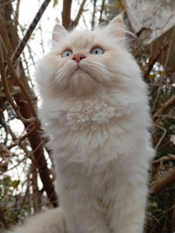 persion kittens 2