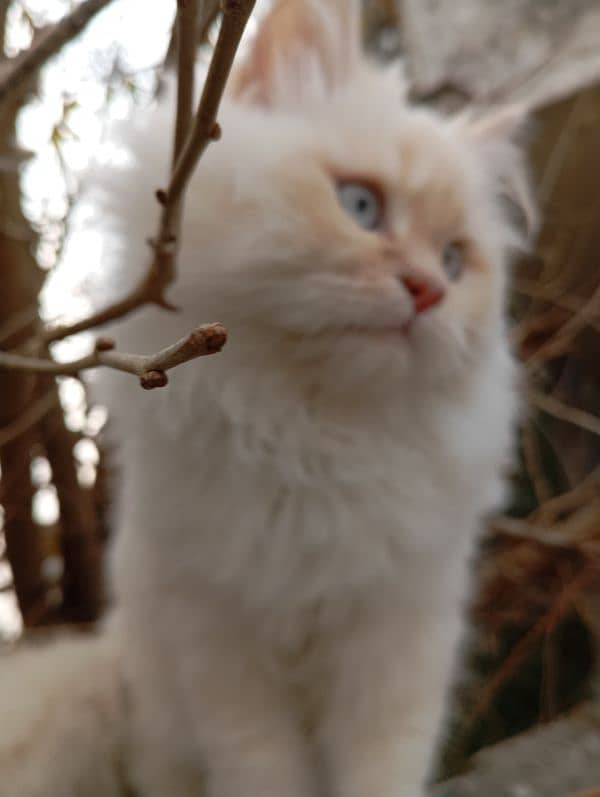 persion kittens 7