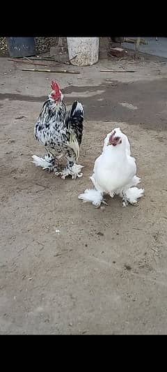 bentum hen