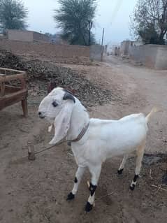 bakra