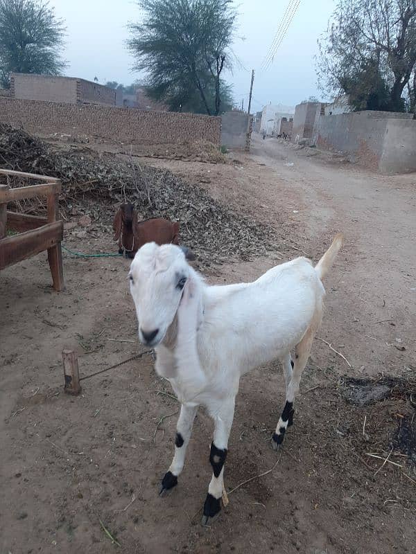 bakra 1