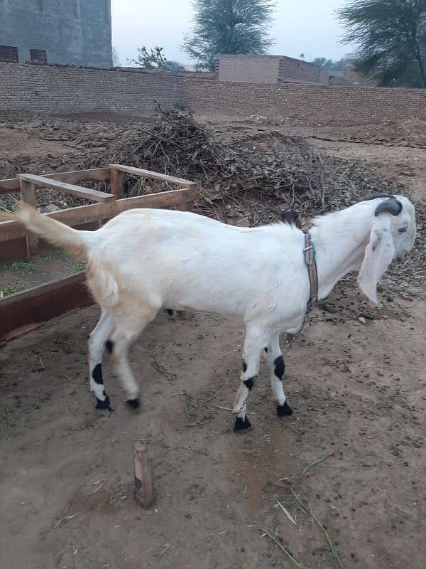 bakra 2