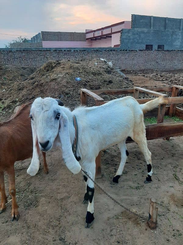 bakra 3