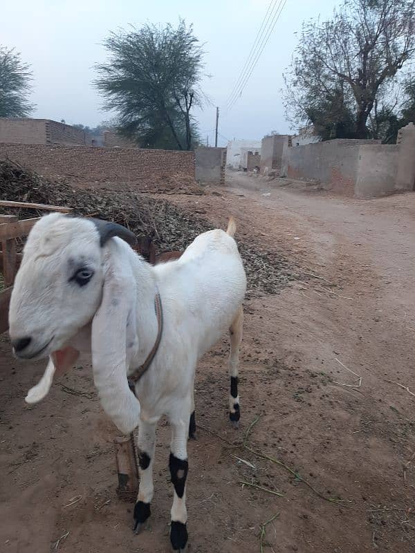 bakra 4