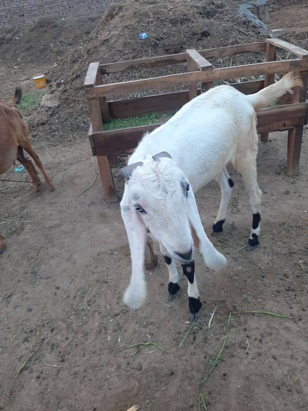 bakra 5