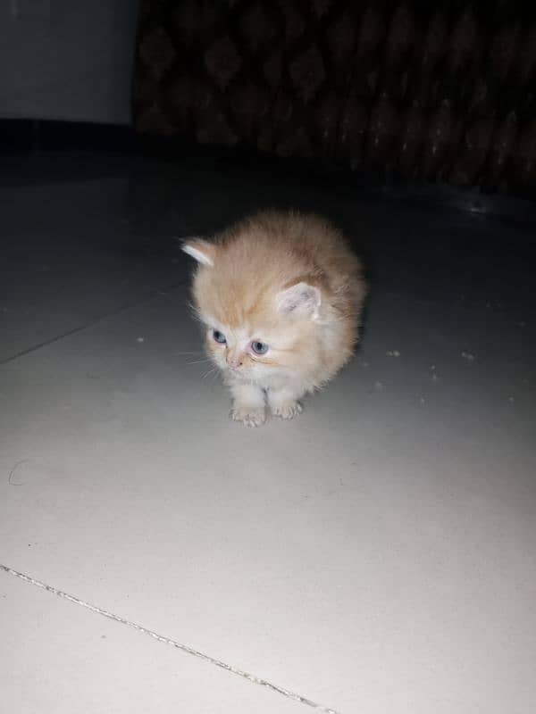 Persian kittens Are Available for sale. 0