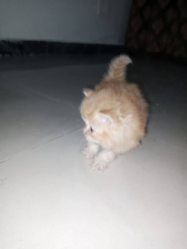 Persian kittens Are Available for sale. 1