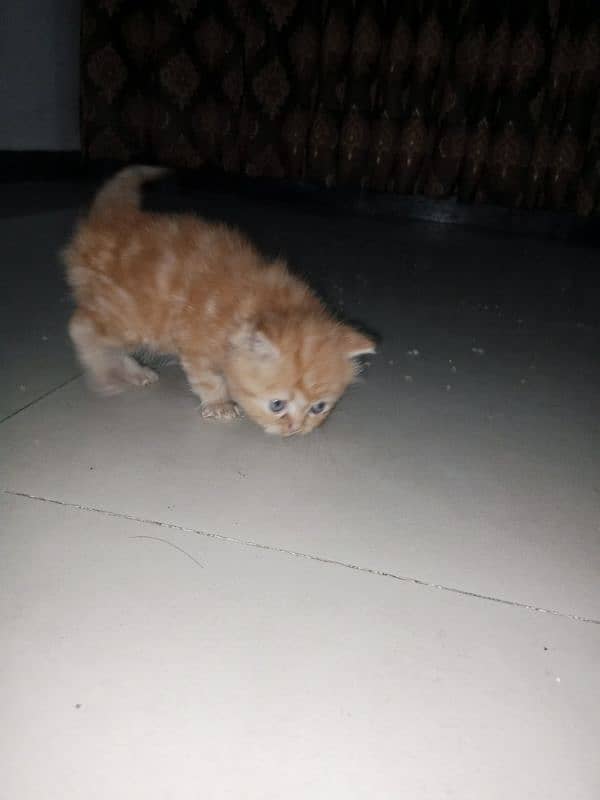 Persian kittens Are Available for sale. 2