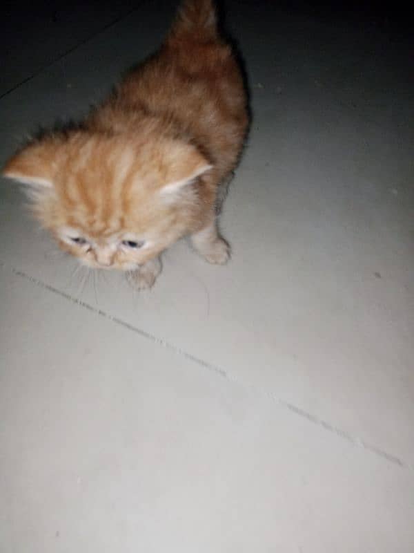 Persian kittens Are Available for sale. 3