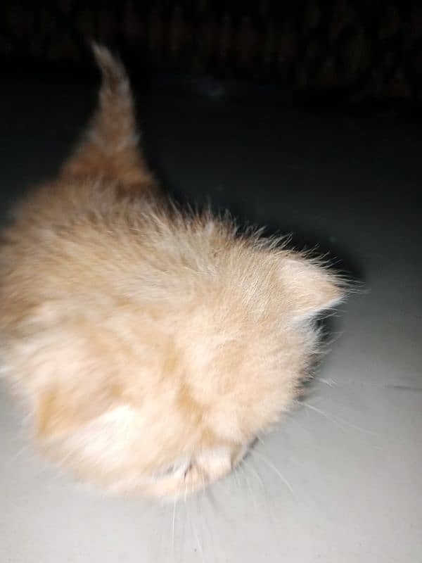 Persian kittens Are Available for sale. 4