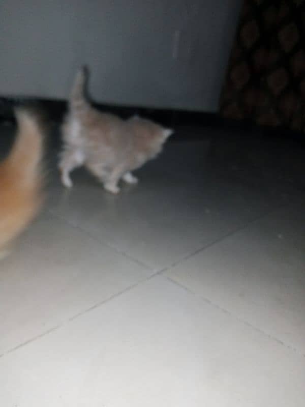 Persian kittens Are Available for sale. 5