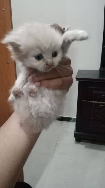 Persian kittens Are Available for sale. 7