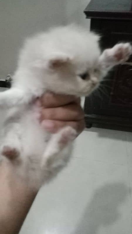 Persian kittens Are Available for sale. 8