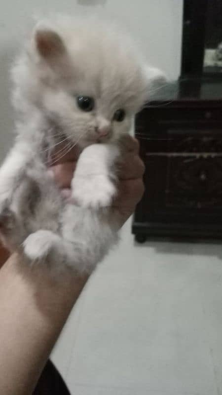 Persian kittens Are Available for sale. 9