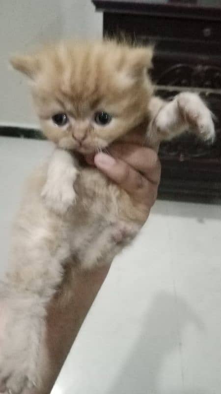 Persian kittens Are Available for sale. 12