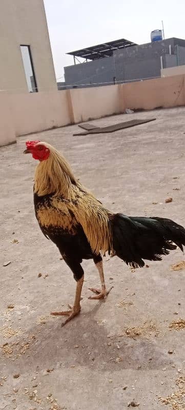 aseel murga for sale breeder 6