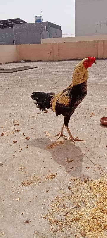 aseel murga for sale breeder 8