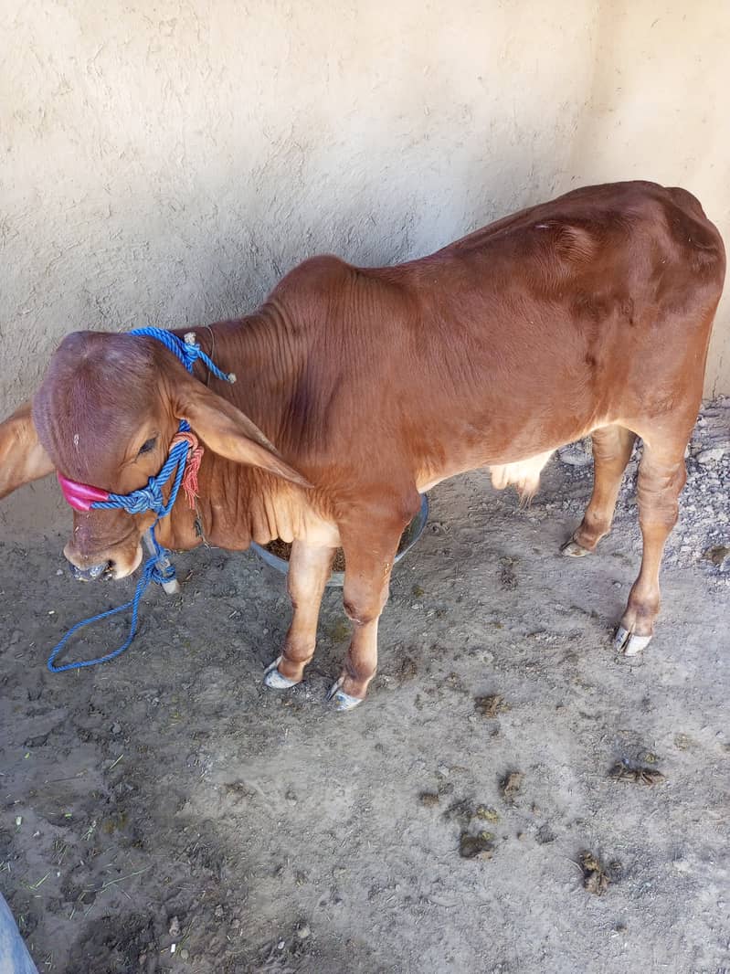 Brahaman bull USA pure colour brown age six month 2