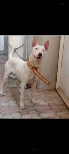 Bull Terrier ( Gultair Kohati)